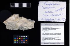 Foto (Objekt + Etikett) von Discutiolira moesica (Muţiu & Bădăluţă, 1971)  (NHMW-GEO-2017-0089-0005)